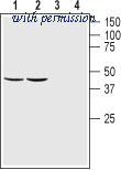 Alomone Labs ANT-021 image 1