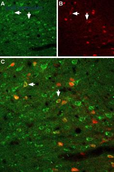 Alomone Labs ANT-021 image 2