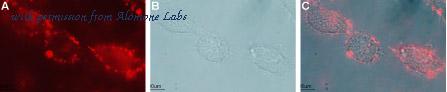 Alomone Labs ANT-021 image 3