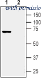 Alomone Labs ANT-041 image 1