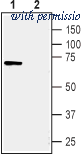 Alomone Labs ANT-041 ͼ 1