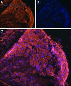 Alomone Labs ANT-051 image 3