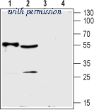 Alomone Labs ANT-052 image 1