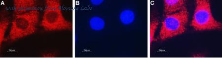 Alomone Labs ANT-052 image 3