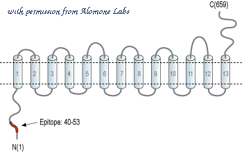 Alomone Labs ANT-062 image 2