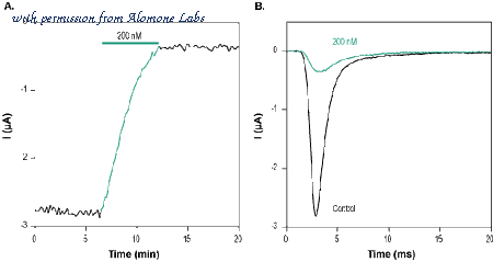 Alomone Labs ANT-062 image 3
