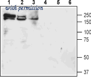 Alomone Labs ANT-071 image 1