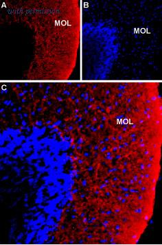 Alomone Labs ANT-071 image 2