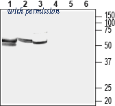 Alomone Labs ANT-105 image 1