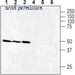 Alomone Labs ANT-111 image 1