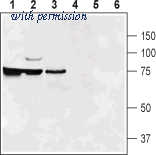 Alomone Labs ANT-131 image 1