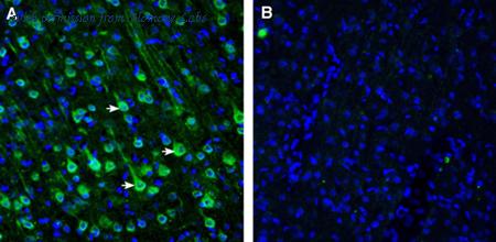 Alomone Labs ANT-131 image 2