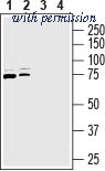 Alomone Labs ANX-006 image 1
