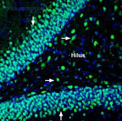 Alomone Labs ANX-006 image 2