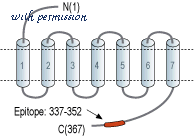 Alomone Labs AOR-015 image 2