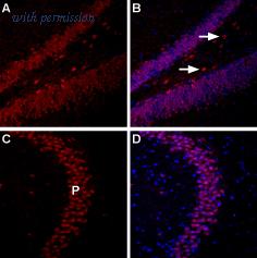 Alomone Labs AOR-015-AR image 1