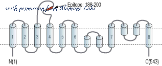 Alomone Labs AOR-015-AR image 2