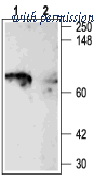 Alomone Labs APC-004 image 1