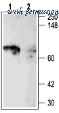Alomone Labs APC-004 image 2