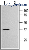 Alomone Labs APC-020 image 1