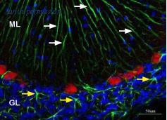 Alomone Labs APC-035-AG image 1