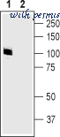 Alomone Labs APC-035-AG image 2