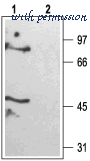 Alomone Labs APC-040 image 2