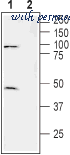 Alomone Labs APC-040 image 3