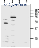 Alomone Labs APC-101-B image 1
