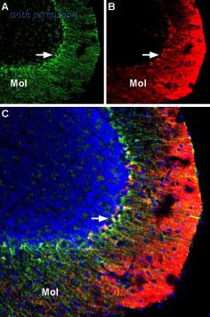 Alomone Labs APC-101-B image 2