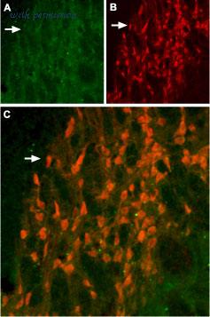 Alomone Labs APC-114 image 3