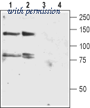Alomone Labs APC-116 image 1