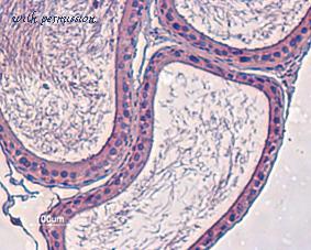 Alomone Labs APC-116 image 3