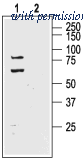 Alomone Labs APC-119 image 1