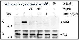 Alomone Labs APC-119 image 2