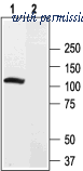 Alomone Labs APC-120 image 1