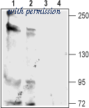 Alomone Labs APC-126 image 1