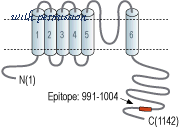 Alomone Labs APC-126 image 2