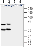 Alomone Labs APC-126 image 3
