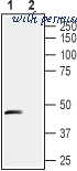 Alomone Labs APC-131 image 3