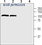 Alomone Labs APC-146 image 1