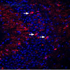 Alomone Labs APC-146 image 3