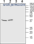 Alomone Labs APC-165 image 1