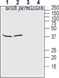 Alomone Labs APC-165 ͼ 1