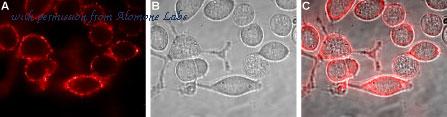 Alomone Labs APC-165 image 3