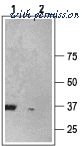 Alomone Labs APR-013 image 1