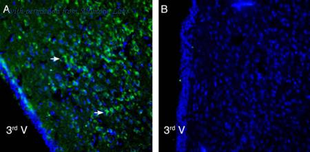 Alomone Labs APR-013 image 2