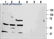 Alomone Labs APR-031 image 1