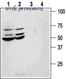 Alomone Labs APR-031 image 3