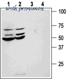 Alomone Labs APR-031 ͼ 3